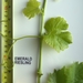 Picture 7 of Emerald Riesling
