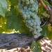 Picture 8 of Emerald Riesling
