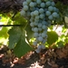 Picture 9 of Emerald Riesling