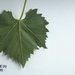 Picture 1 of Muscadelle du Bordelais