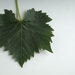 Picture 4 of Muscadelle du Bordelais