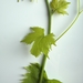 Picture 5 of Muscadelle du Bordelais