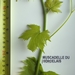 Picture 6 of Muscadelle du Bordelais