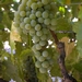 Picture 8 of Muscadelle du Bordelais