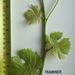 Picture 3 of Traminer
