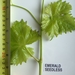 Picture 3 of Emerald Seedless
