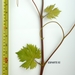 Picture 3 of Esparte