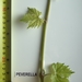 Picture 3 of Peverella