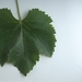 Picture 7 of Red Veltliner
