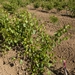 Picture 1 of Saphena
