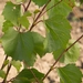 Picture 3 of Saphena