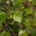 Picture 4 of Saphena
