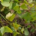 Picture 5 of Saphena