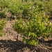 Picture 2 of Mantonico bianco