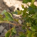 Picture 6 of Mantonico bianco