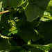 Picture 9 of LN33