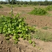 Picture 10 of LN33